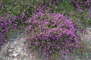 Bell Heather